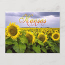 Search for kansas state postcards Sunflowers