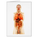 Search for human body organs Digitally generated image