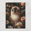Recherche de de chat siamois cartes postales Chat aux yeux bleus