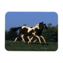 Search for yearling Paint