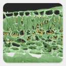 Search for electron stickers Colour effect