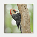 Search for bellies magnets Red bellied woodpecker