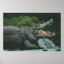 Search for crocodile posters Wild animals