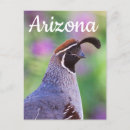 Search for quail postcards Wildlife