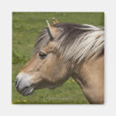 Search for fjord horse Nature