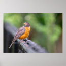 Recherche de rouge gorge posters Photographie