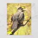 Search for sing on postcards Wildlife