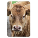 Recherche de vaches magnets Mignon