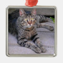 Search for brown tabby cat ornaments Kitty