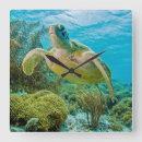 Recherche de tortues horloges Photographie