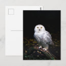 Recherche de oiseaux neige cartes postales Hibou des neiges