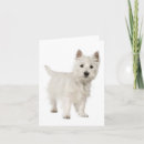 Recherche de west highland white terrier Merci