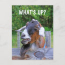 Search for funny goat sayings Cute