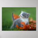 Search for cute baby kitten posters Animal