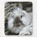 Search for lionhead rabbit Pet