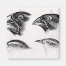 Search for observation magnets English