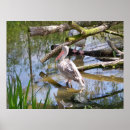 Recherche de pelican posters Animaux