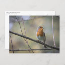 Search for european robin postcards Bird