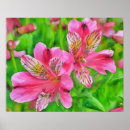 Search for alstroemeria posters Garden