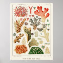 Search for great barrier reef posters Coral