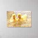 Search for ducklings canvas prints Yellow