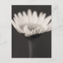 Search for stems postcards Abstract