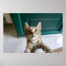 Search for cute baby animals posters Young animal