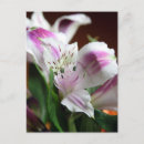 Search for lillies postcards floral