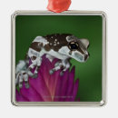 Search for amphibian ornaments Animal