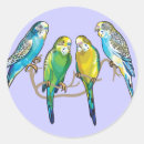 Search for budgerigar stickers Bird