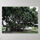 Search for banyan posters Honolulu