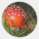 Search for agar stickers Fairy