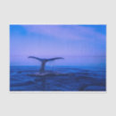 Search for whale tissue paper Fish