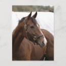 Search for thoroughbred postcards Stallion