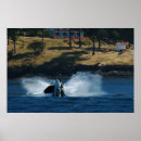 Search for orca whale posters Photography