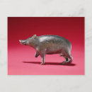 Recherche de celtique cartes postales Animal