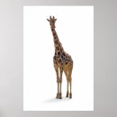Search for camelopardalis posters Nature