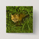 Search for hide buttons Wildlife