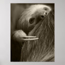 Search for sloth posters Mammal