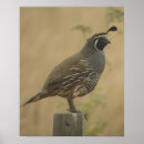 Search for california quail art Nature