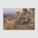 Search for bruin Grizzly bear