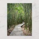 Recherche de bambou cartes postales Hawaii