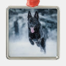 Recherche de black dog ornaments Animal
