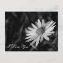 Search for love postcards Black