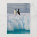 Recherche de pingouin antarctique cartes postales Aquatique