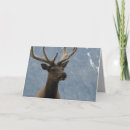 Search for elk birthday cards Mountains