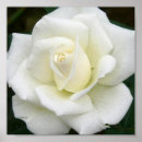 Recherche de copie rose Fleurs roses