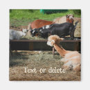 Recherche de chèvre mignonne magnets Nature