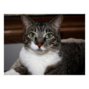 Search for animal faces posters Kitty