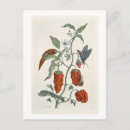 Search for curious postcards Botanical